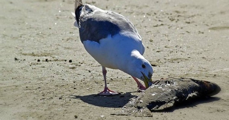 Қанат Бозымбаев Жайықта балықтардың неден қырылып жатқанын айтты