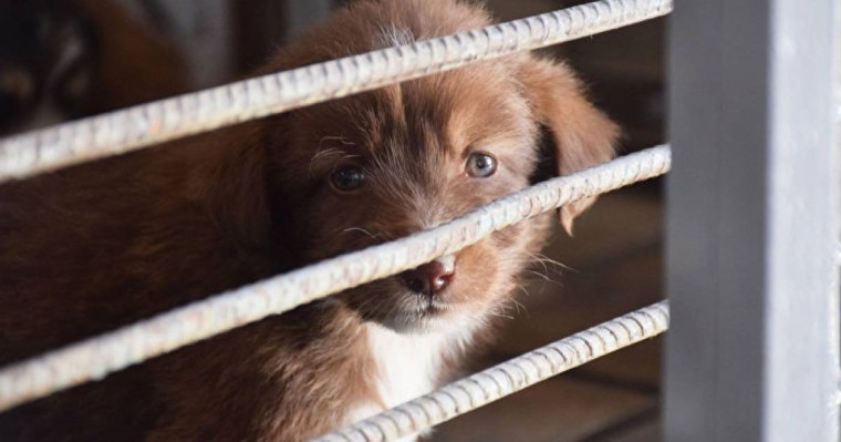 Видеоға түсірді - Алматы облысында бір топ адам күшікті тірідей өртеп жіберді