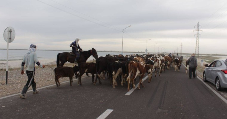 Ауыл шаруашылығы министрлігі мал экспортына тыйым салды