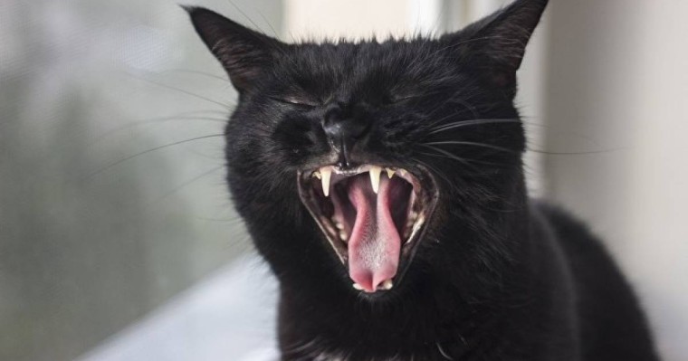 Әйел адам мысықтың кесірінен қомақты олжадан құр қала жаздады