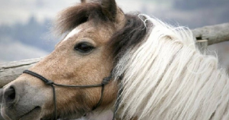 Ақтөбелік кәсіпкер Елдос Сметовті құттықтап, 100 жылқы атады