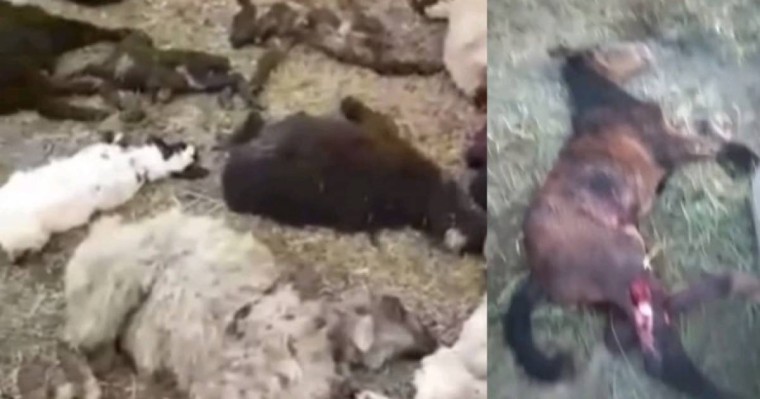 Ішін жарып тастаған: Жамбыл облысында белгісіз жыртқыш малдарға шабуылдауда