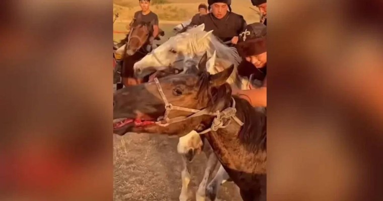 Көкпар үшін жылқының жағын жыртып жіберген: көпшілік Алматыдағы ат клубын жауапқа тартуды талап етті