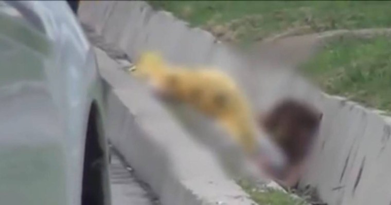 Шымкентте көше бойындағы арықтан әйелдің мүрдесі табылды