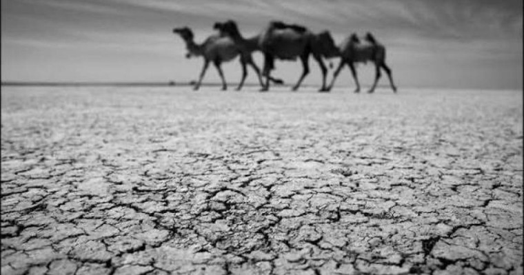 Түркістанда соңғы 35 жылда болмаған қуаңшылықтан мал қырылып жатыр