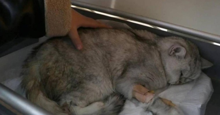 Түркияда 49 күн үйінділер астында жатқан мысық табылды