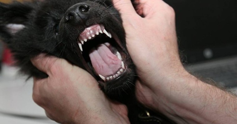 Итке шалынып құлаған әйел саусақтарынан айырылды