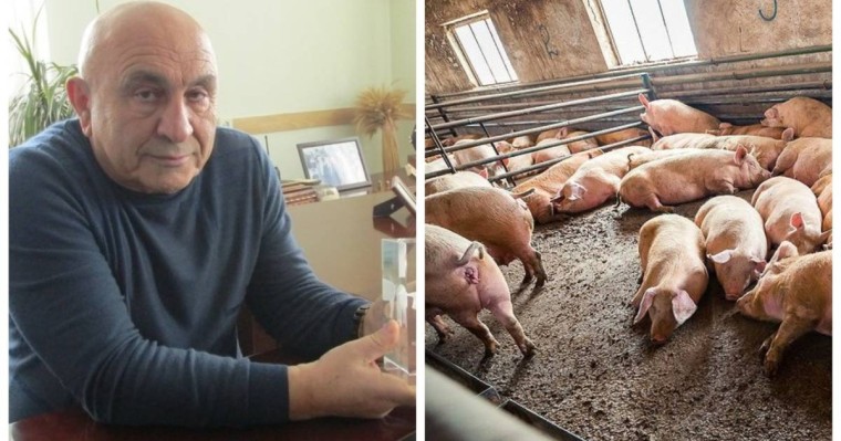 Ақтөбедегі шошқа фермасы директоры: Әкімдік біздің салықтан мектеп пен мешітті ұстап отыр