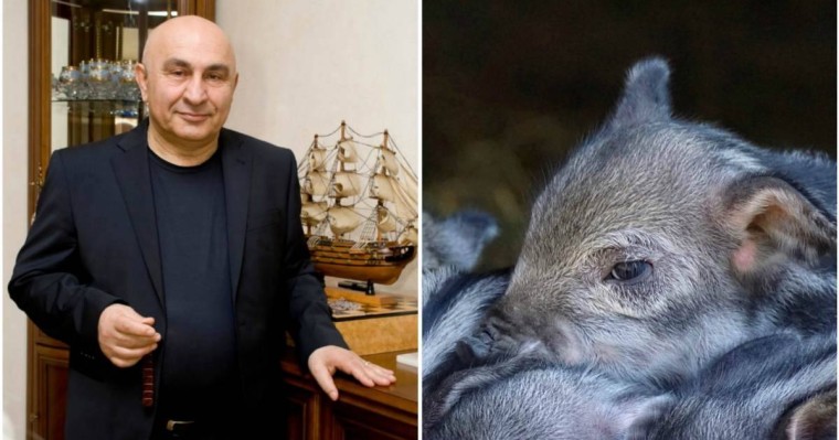 Ақтөбедегі шошқа фермасының иесі: Үкімет ферманы қазір жап десе, жауып тастаймын