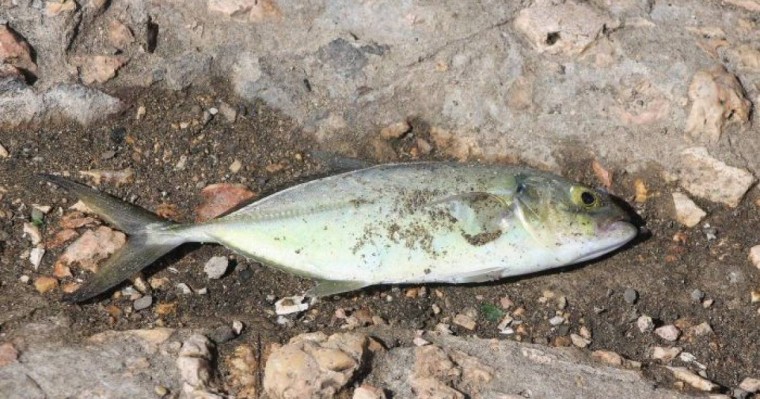 "Су қоймасында балық жаппай қырылып жатыр": желіде таралған ақпарат тексерілуде