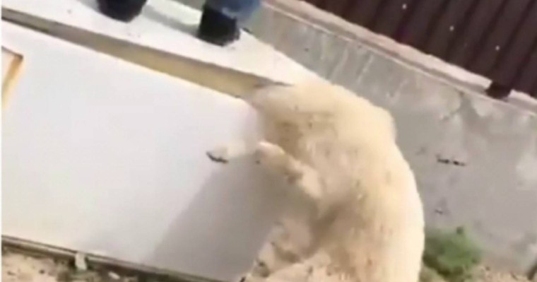 Иесі тоңазытқыштың есігімен қылқындырған иттің жағдай белгілі болды - Қазақстан жаңалықтары