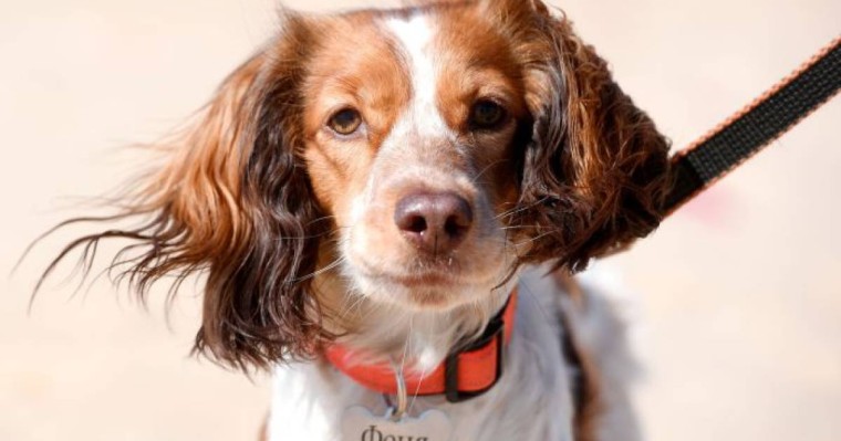 Петропавл тұрғыны итті төртінші қабаттан лақтырып жіберді