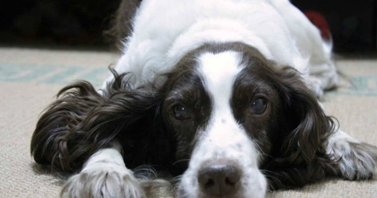 Петропавл тұрғыны итін төртінші қабаттан лақтырып жіберген - Қазақстан жаңалықтары