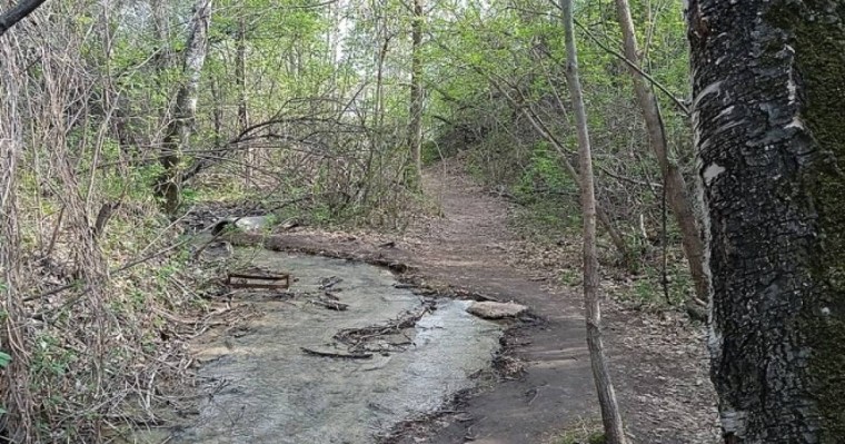 “Семей орманы” резерваты филиалының директоры ұсталды