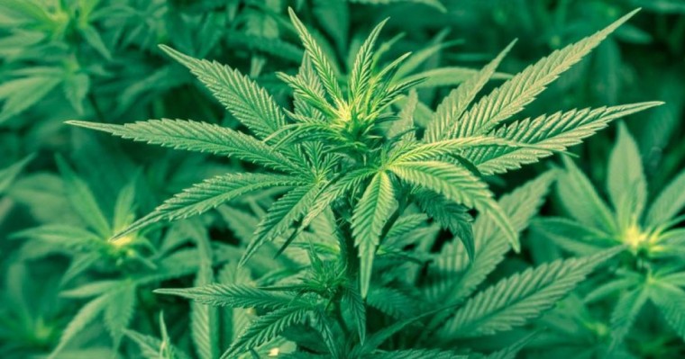 Жамбыл облысында марихуана егу заңдастырылғаны рас па?