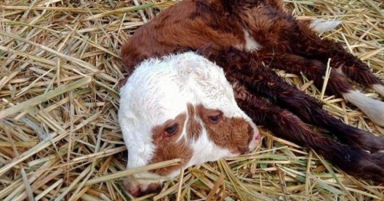 Ақтөбе облысында екі басты бұзау туылды