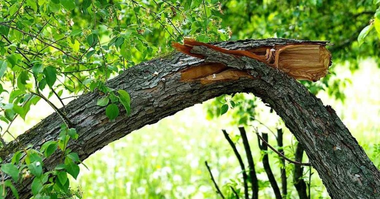 Павлодар облысында жасөспірім құлаған ағаштың астында қалып мерт болды - Қазақстан жаңалықтары