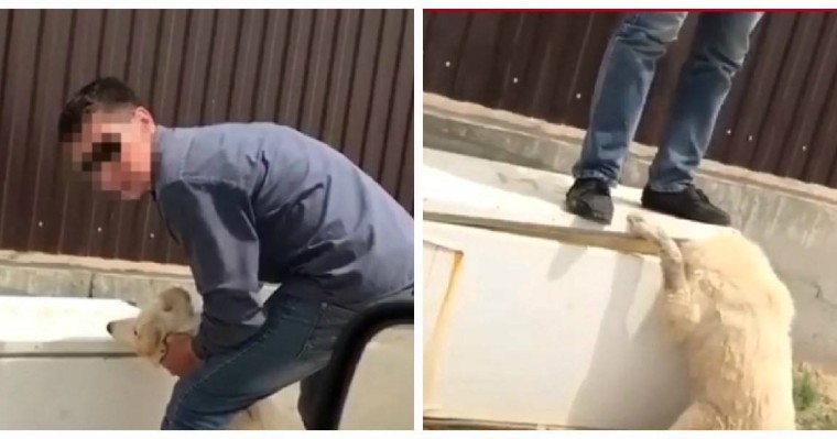 Итті тоңазытқыштың есігімен қылқындырған: ер адам өзінің әрекетін түсіндірді - Қазақстан жаңалықтары