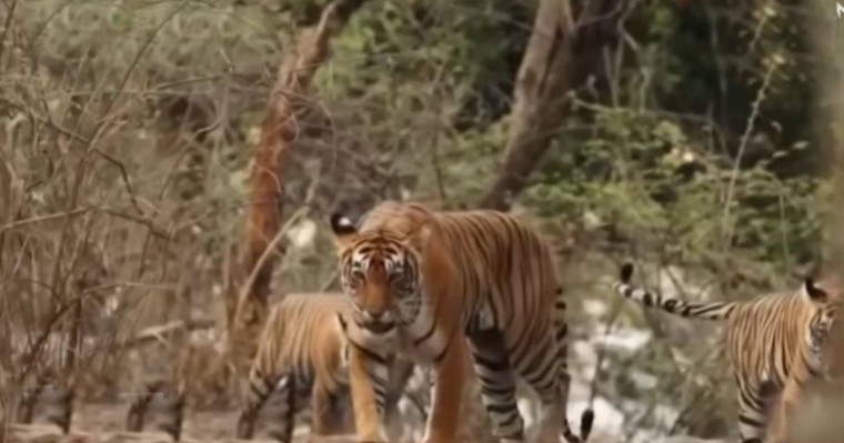 Алматы облысында жойылып кеткен Тұран жолбарысы жаңғыртылады - Қазақстан жаңалықтары