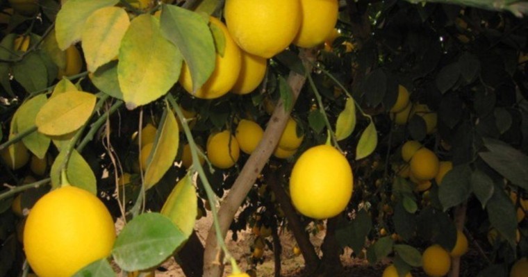 Қазақстанға экспортталатын тәжік лимоны екі есе арзандаған