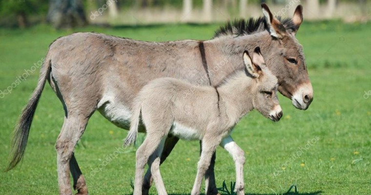 Есектің сүтін емдік мақсатта ішуге бола ма?
