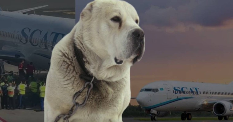 Ыстамбұлға SCAT-пен ұшып барған ит белгісіз жағдайда өліп қалды (видео)