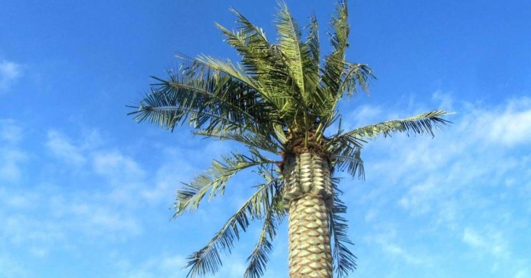 Ақтаудағы жел пластикалық пальмаларды қиратып тастады