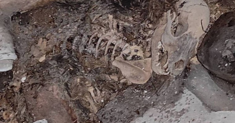 "Зорлап өлтіріп, өртеп жібереді": Алматы облысында 2 ағайындының әрекеті жұртты шошытты