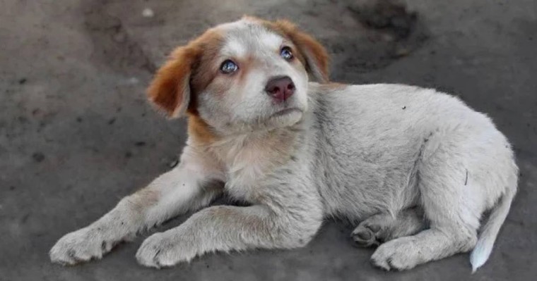 Полиция күдіктіні жасырады: Еріктілер ит зорлау ісі бойынша Тоқаевтан көмек сұрайды