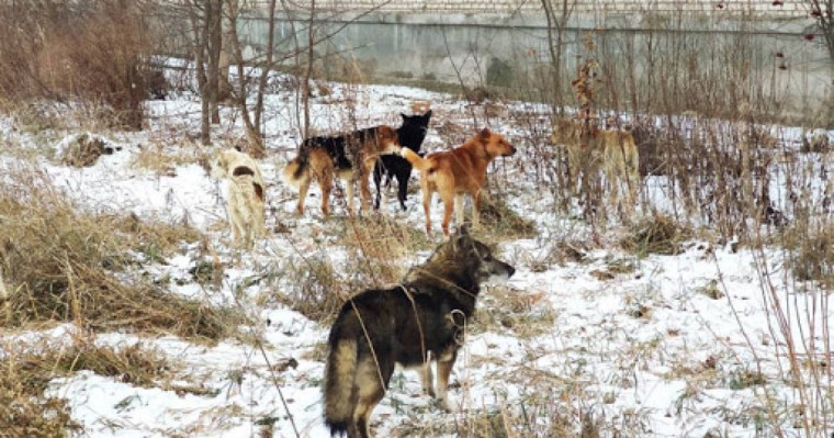 Қарағандыда ит талап өлтірген 6 жастағы қызға қатысты тың деректер шықты