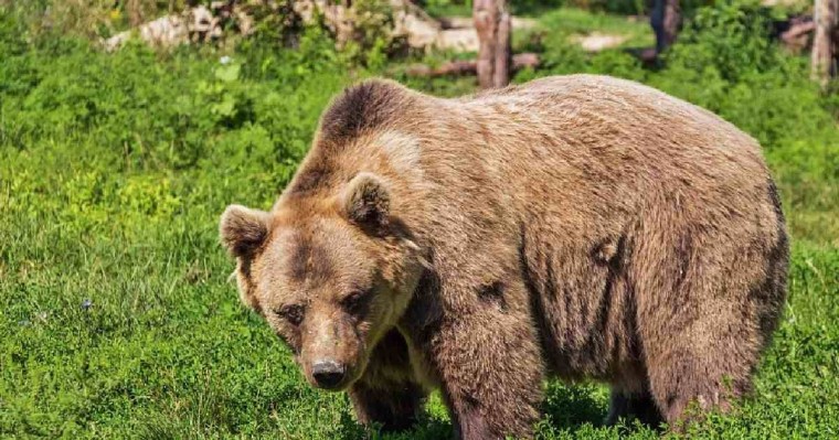 Алматы облысында аю Ресей азаматын өлтіріп кетті - Қазақстан жаңалықтары