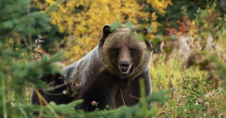 Алматы облысында Ресей азаматын аю талап өлтірді