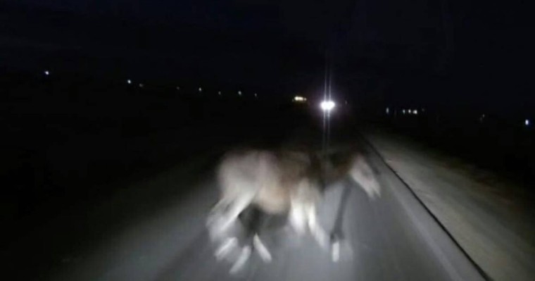 Түркістан облысында көлік жылқыны соғып, үш адам ажал құшты (видео)