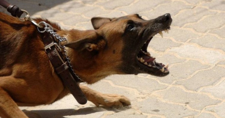 Ата-анасы жауапкершілікке тартылуы мүмкін: Қарағанды облысында иттер 6 жасар қызды талап өлтірді