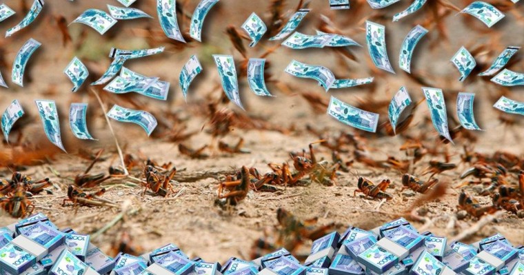 Қазақстанда шегірткені өңдеу бизнесін бастайтындарды мемлекет қолдай ма