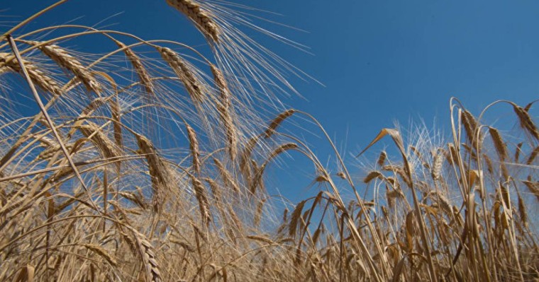 Қазақстан ауыл шаруашылығы өнімдері экспортына шектеулерді алып тастайды