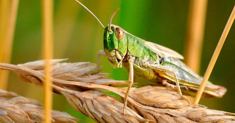 Қазақстанда шегірткелердің таралуының жаңа ошақтары анықталды - Қазақстан жаңалықтары