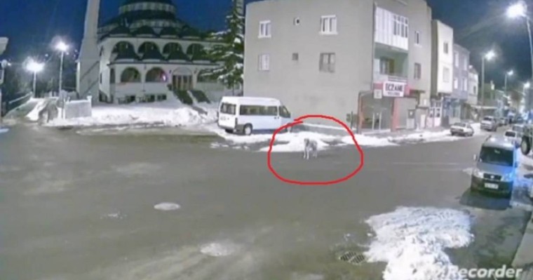 Тоқтаусыз ұлыған ит жер сілкінісі туралы ескертуге тырысқан (видео)