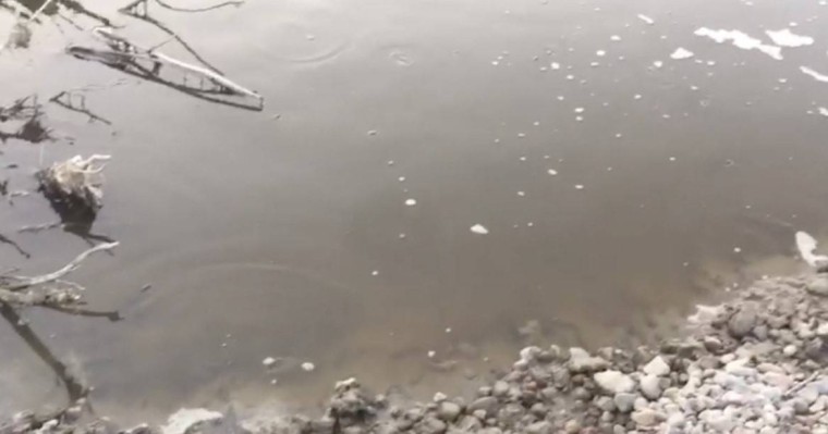 Алматы облысы Талғар өзенінде балықтар жаппай қырыла бастады - Қазақстан жаңалықтары
