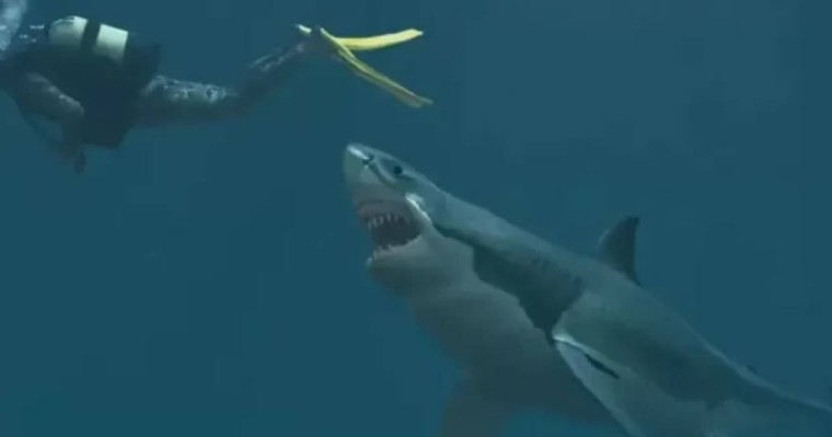 Танымал демалыс орнында акула туристке шабуыл жасады