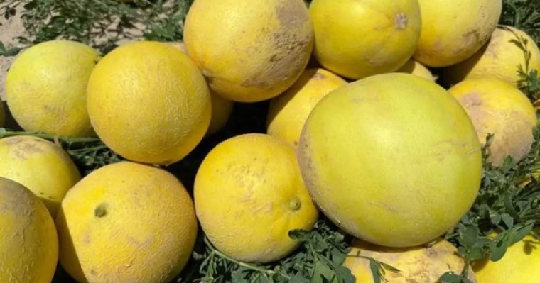 Жетісай қауындары Ресейге жөнелтіліп жатыр