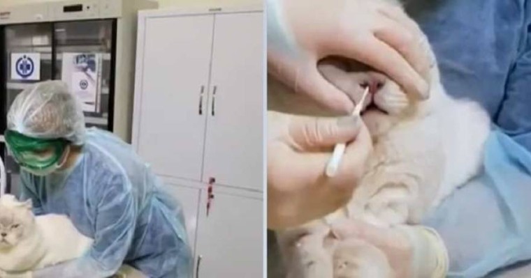 5 жастағы мысықтан коронавирус табылды - Қазақстан жаңалықтары