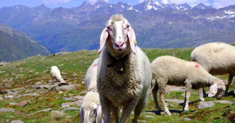 Шымкентте шенеунік пара ретінде 30 қой алған