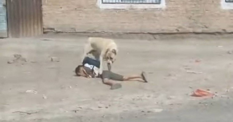 Ит талаған мектеп оқушысының жағдайы белгілі болды