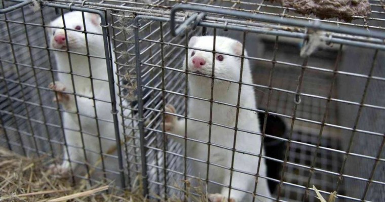 Еуропада мутацияға ұшыраған Covid-19 құндыздан адамға жұқты