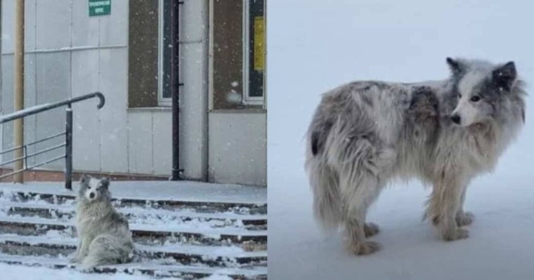 «Жергілікті Хатико»: Ит коронавирустан көз жұмған иесін үш айдан бері аурухананың алдында күтіп жүр