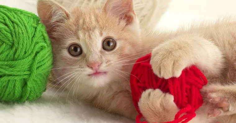 Ақтөбелік құтқарушылар мысықты өрттен аман алып қалды