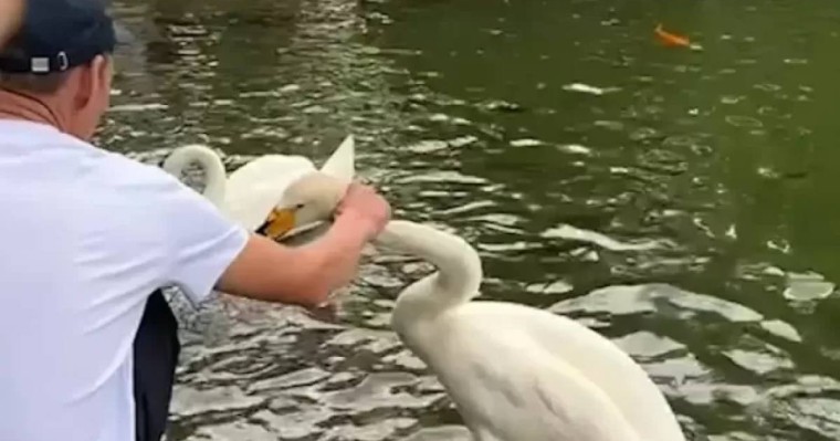 Алматыдағы Ботаникалық бақта екі ер адам аққуды тұншықтырмақ болды (ВИДЕО)