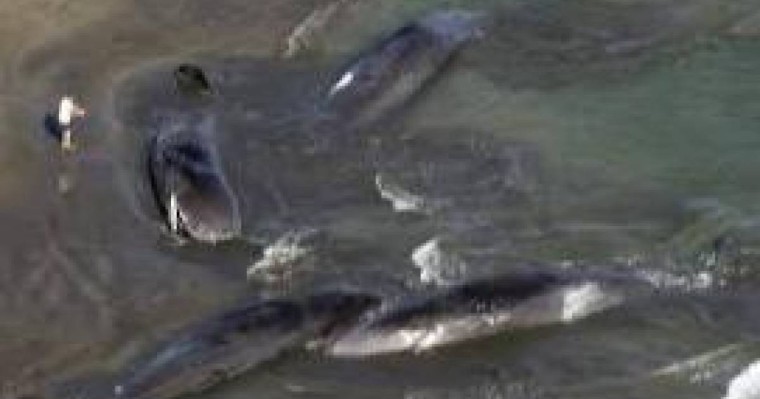 Камчаткадағы жойқын зілзаладан кейін Жапонияда төрт кит жағаға шығып қалды