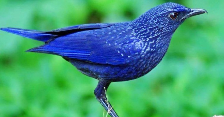 Қазақстан "Жыл құсын" таңдады